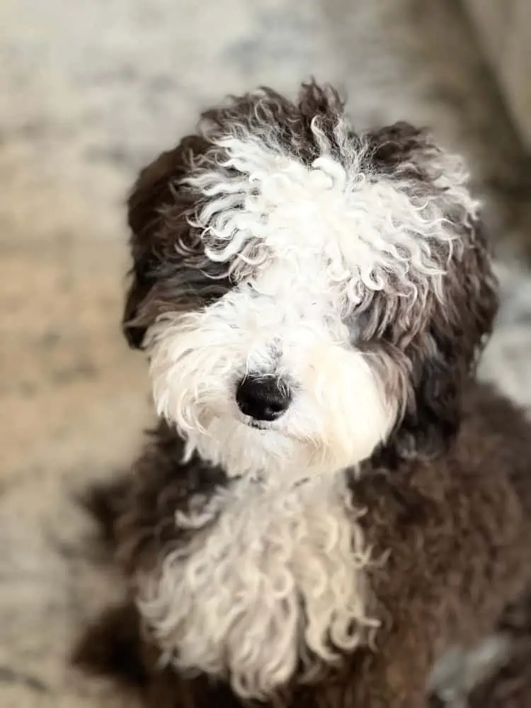 A medium-sized black and white dog sitting.