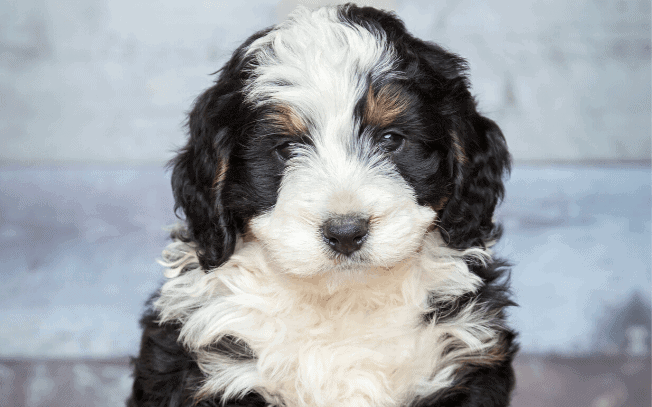 Bernedoodle Puppies Immediately Available California The