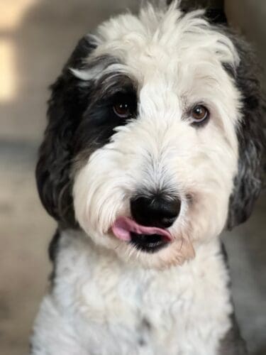 Sheepadoodles vs. Bernedoodles: Which Dog is Better?