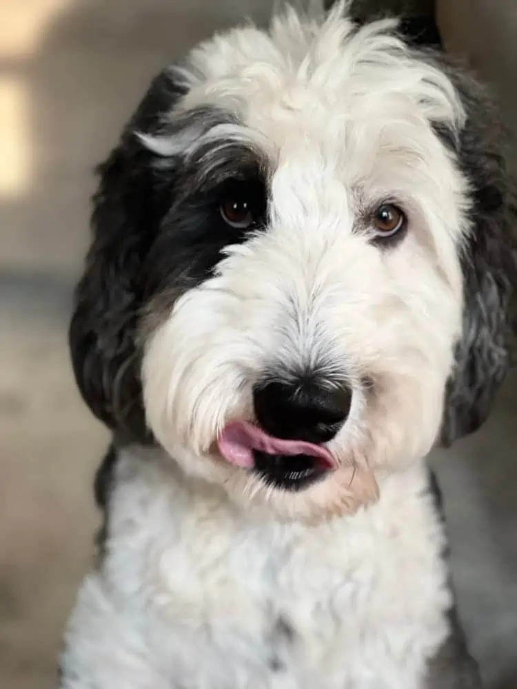 A black and white dog looking into the camera.