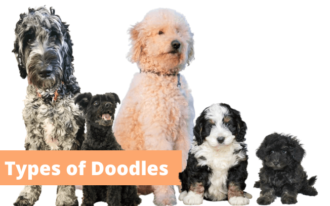 what are the different types of doodle dogs