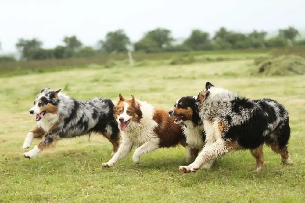 four australian shepherd dogs running outside.
