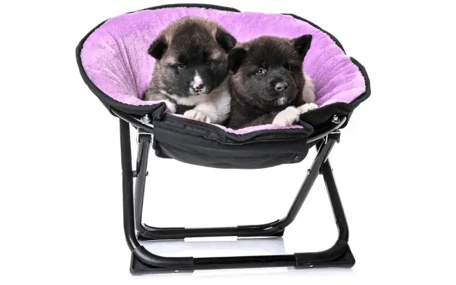 two dogs laying in a purple dog bed