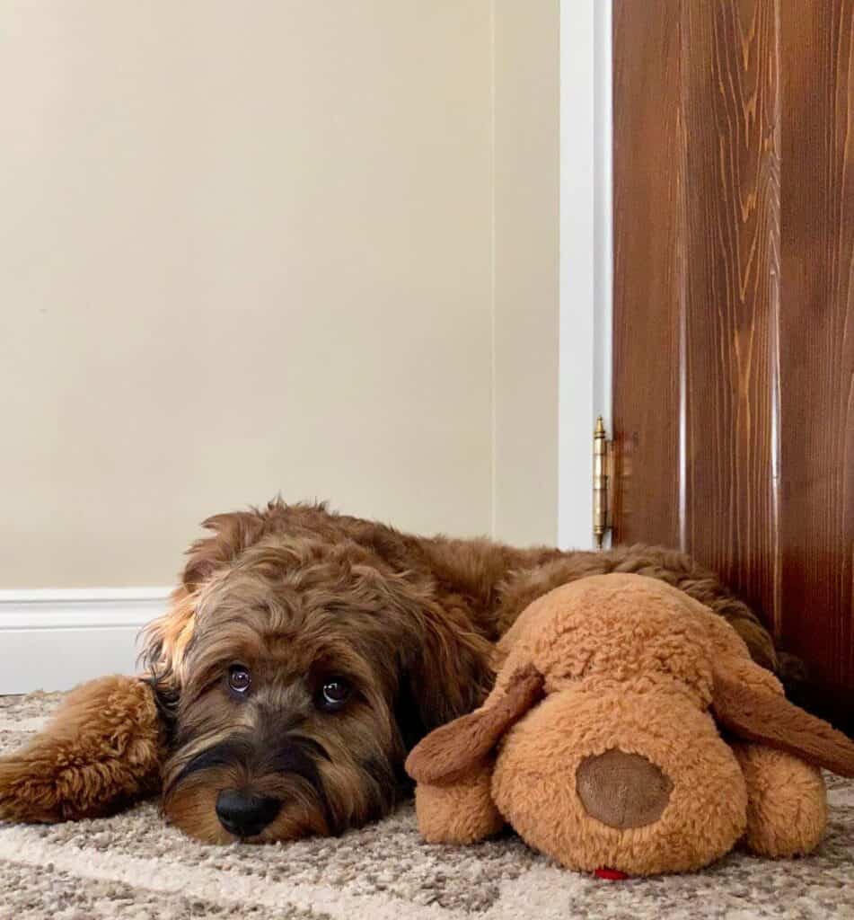 A small brown dog laying beside a stuffed toy.