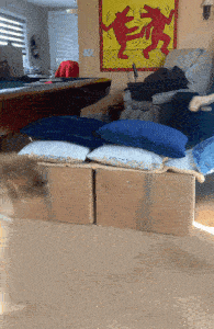 A GIF of a Mini Aussiedoodle jumpin over boxes