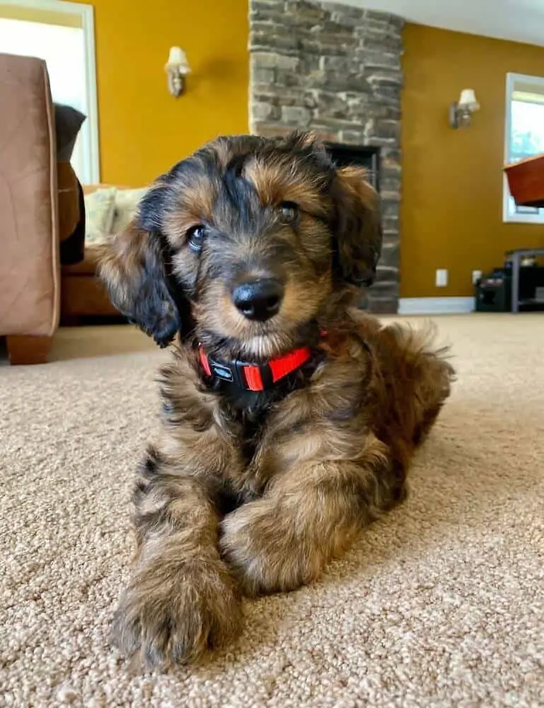 Mini Aussiedoodle puppy laying down inside.