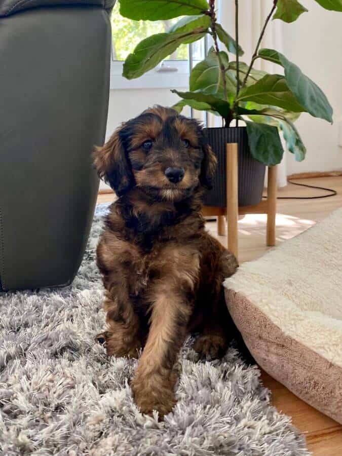 Mini Aussiedoodle puppy sitting on a rug.
