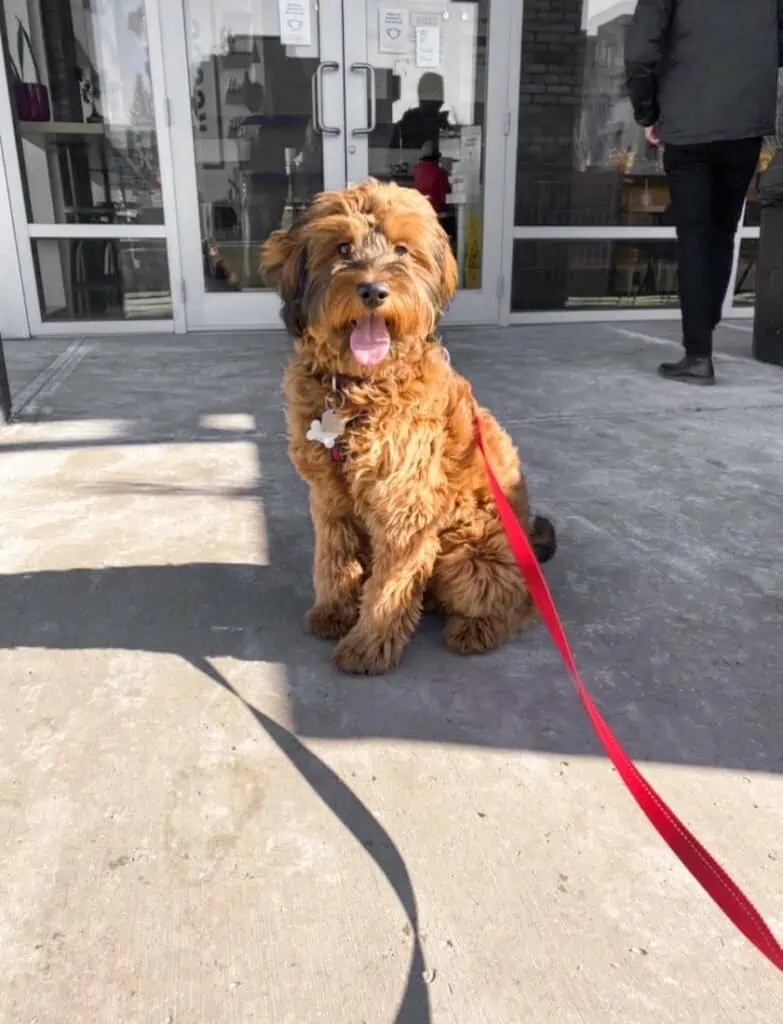 Small brown dog sitting outside with a red leash.