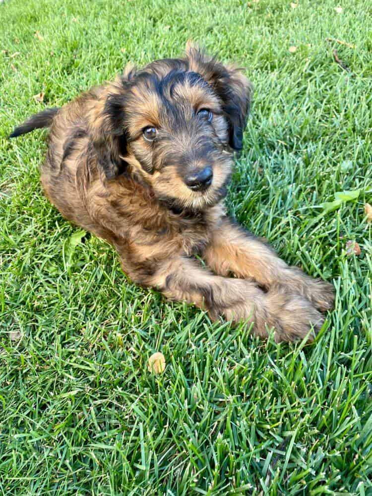 Mini Aussiedoodle puppy laying in the grass.