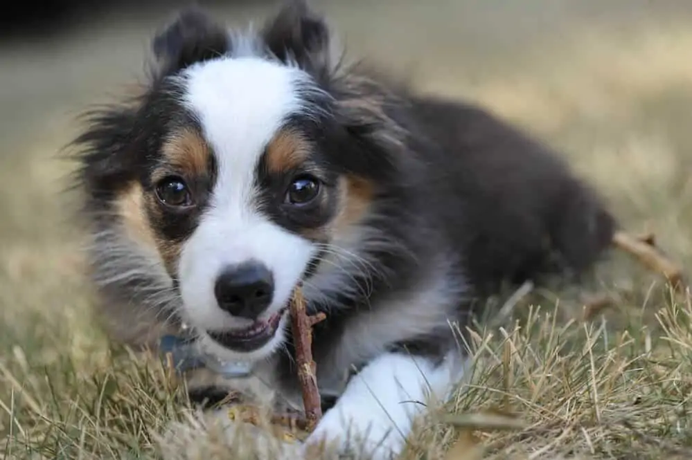 A puppy chewing on a stick in the grass