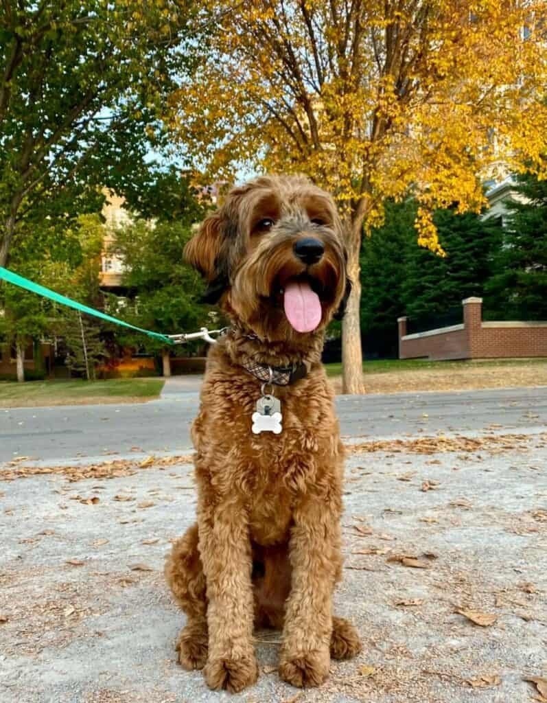 A small red dog with shaggy fur sitting outside.