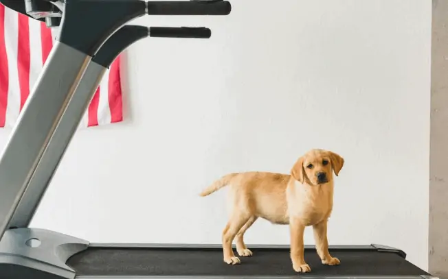Golden puppy standing on a treadmill