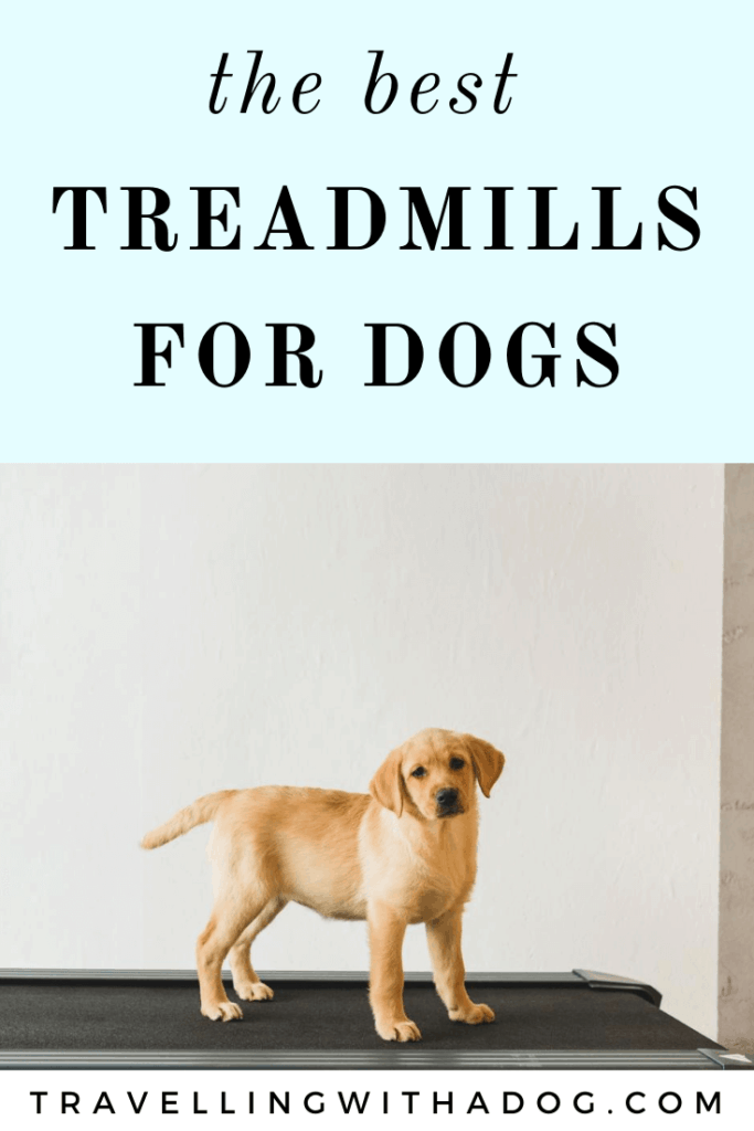 are human treadmills safe for dogs