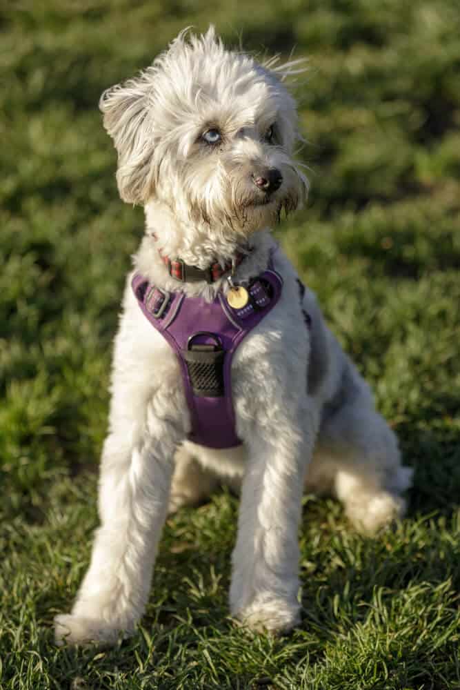 Small white Mini Aussiedoodle dog sitting outside.