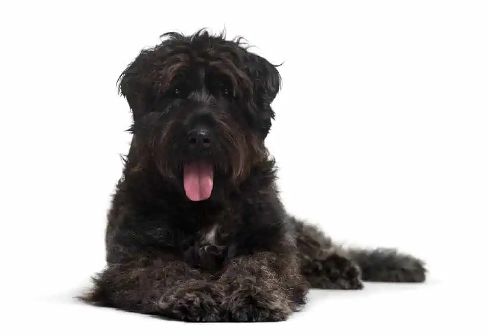 Big black Bouvier Des Flandres dog laying against a white background.