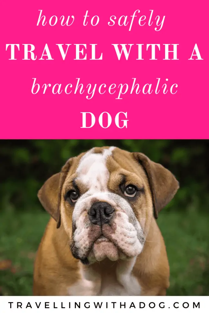 bulldog with text above that reads: how to safely travel with a Brachycephalic dog