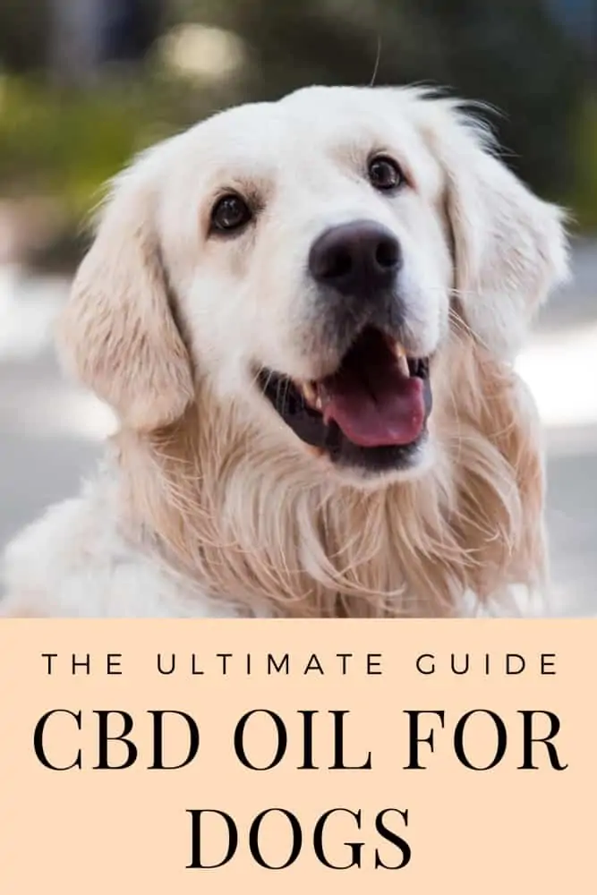 Golden retriever with text written below: the ultimate guide. CBD oil for dogs