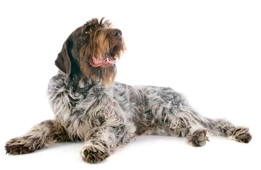 A large Wirehaired Pointing Griffon dog laying down on a white background.