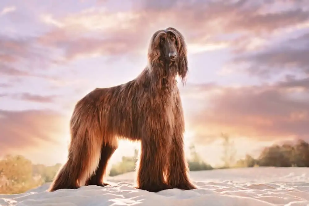 Dog with long brown hair standing on the beach with a sunset behind