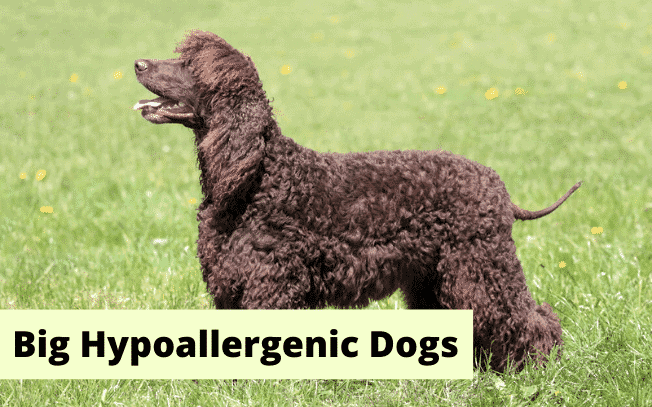 A brown dog with the text "Big Hypoallergenic Dogs".