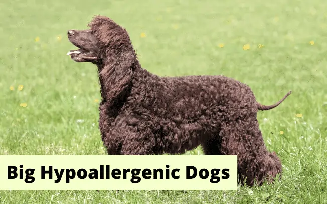 Best large clearance hypoallergenic dogs