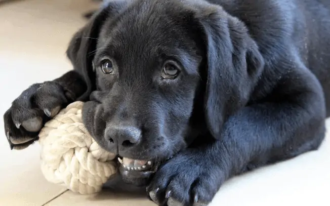 Black dog chewing on a rope
