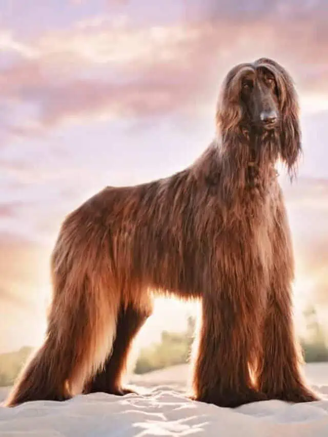 Dog with long brown hair standing on the beach with a sunset behind