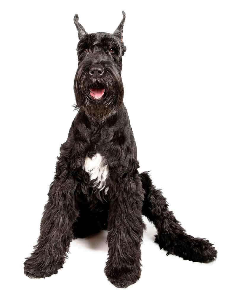 Giant Schnauzer 