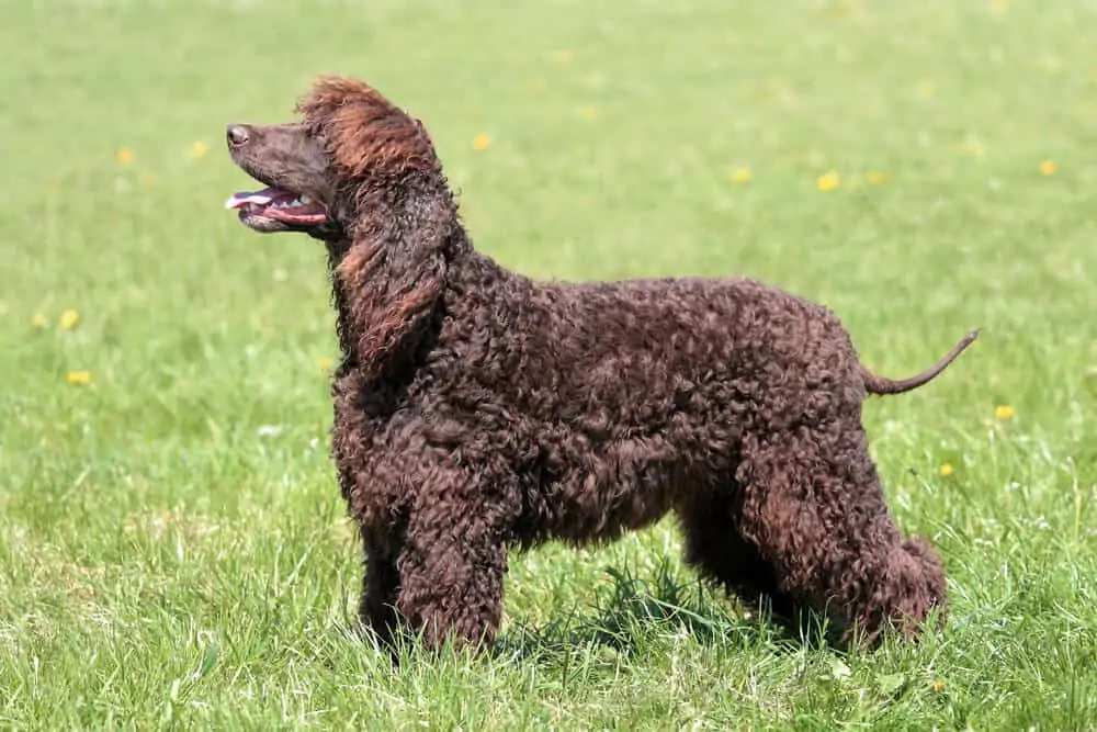Brown dog standing in grass