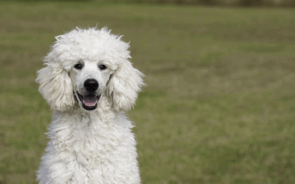 13 Big Hypoallergenic Dogs That Won't Make You Sneeze!