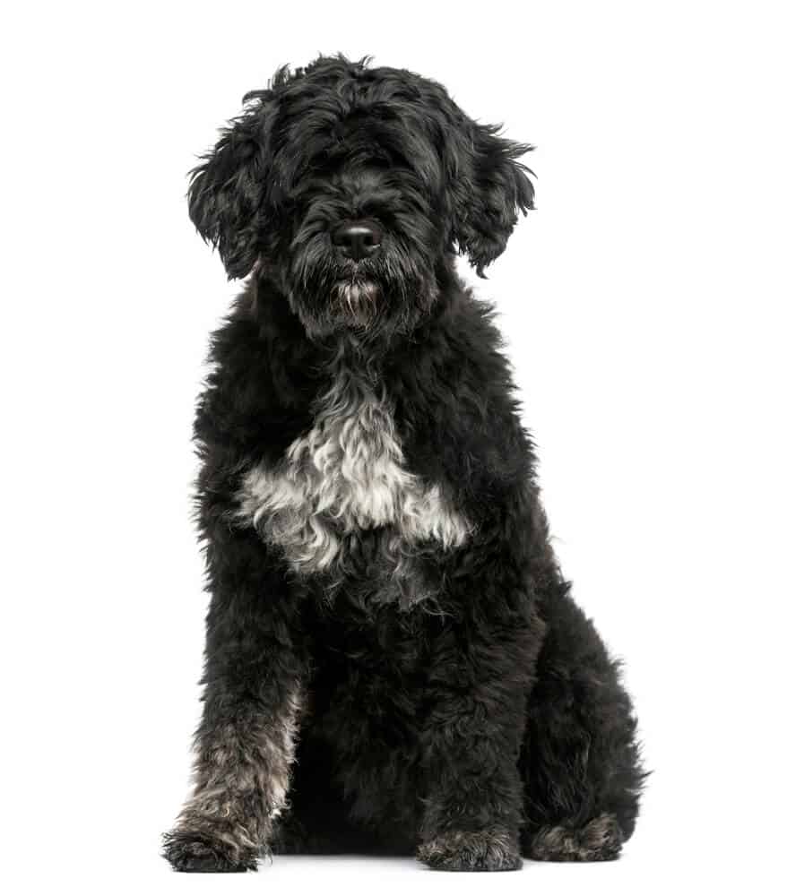 best big hypoallergenic dogs