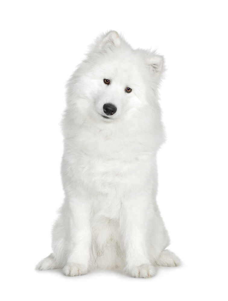 Big fluffy 2025 hypoallergenic dogs