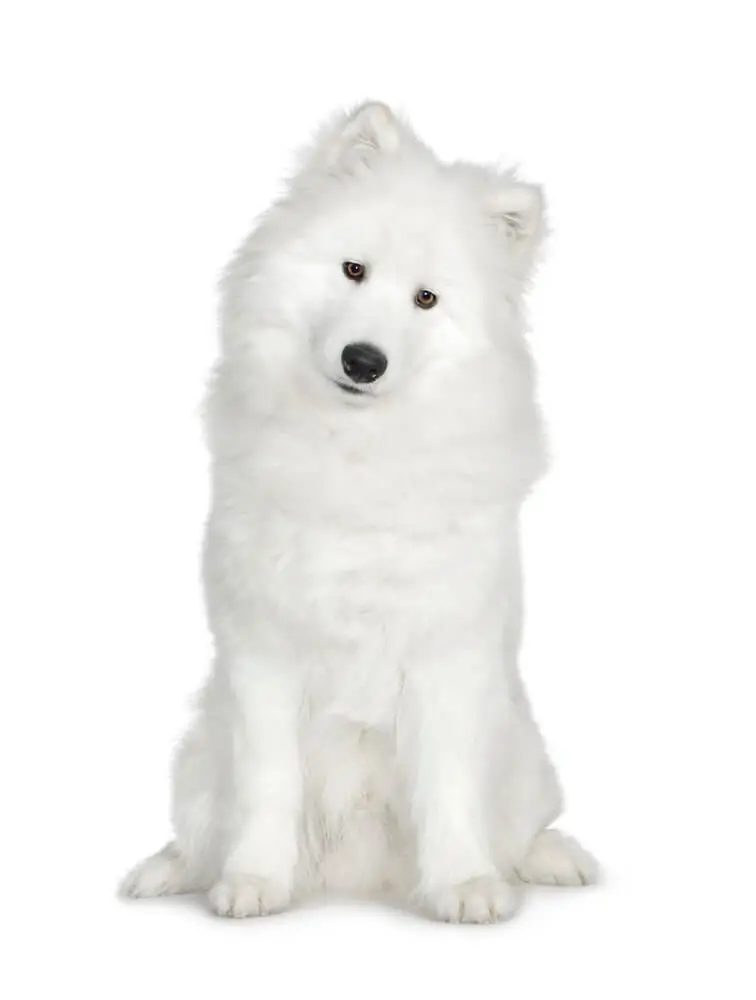 White fluffy dog sitting