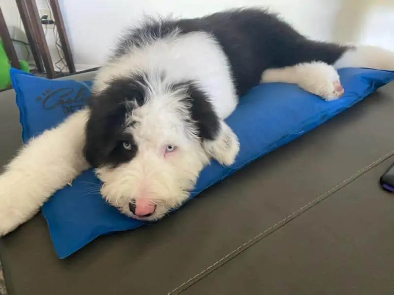 A black and white Sheepadoodle dog laying down