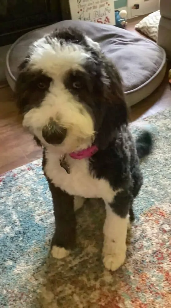 A black and white sheepadoodle dog sitting