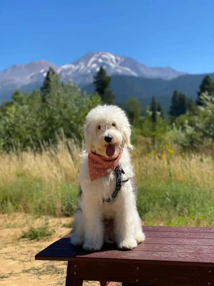 A sheepadoodle dog sitting in the mountains