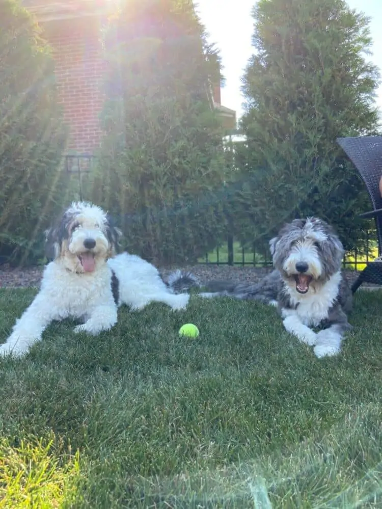 Two shaggy sheepadoodle dogs laying down in the grass
