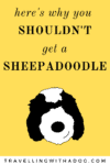 Why You Shouldn't Get A Sheepadoodle 