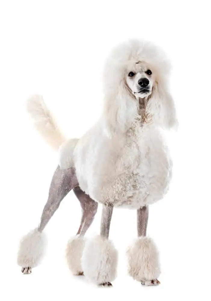 White fluffy dog standing