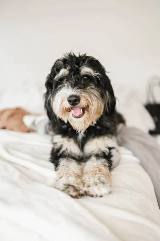 A Bernedoodle dog laying on a bed.