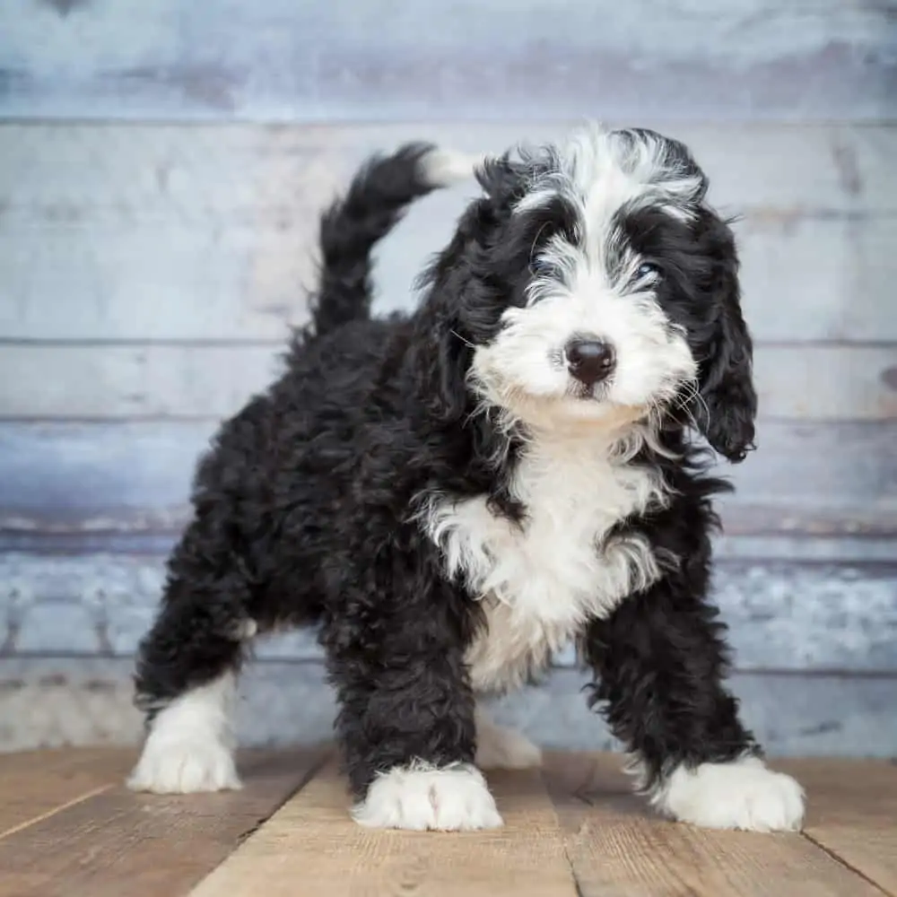 Bernedoodle puppy standing