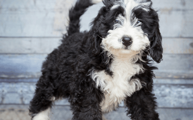 Bernedoodle puppy standing