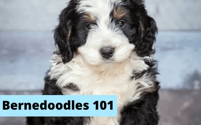 A picture of a Bernedoodle puppy.