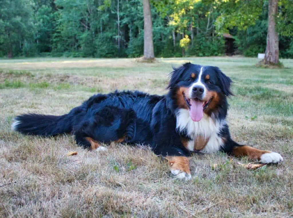 A large Bernese Mountain Dog laying outside in the grass.
