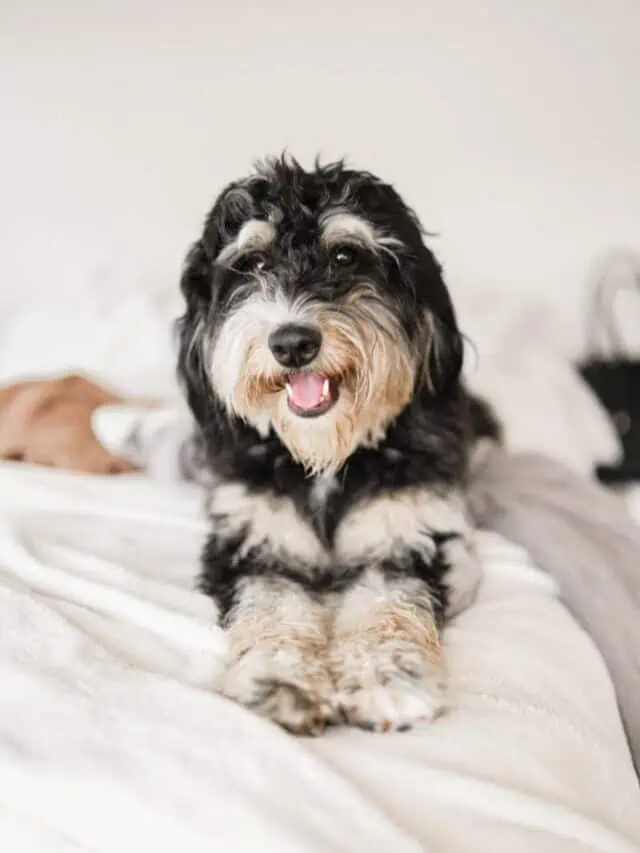 Pros and Cons of Owning a Bernedoodle