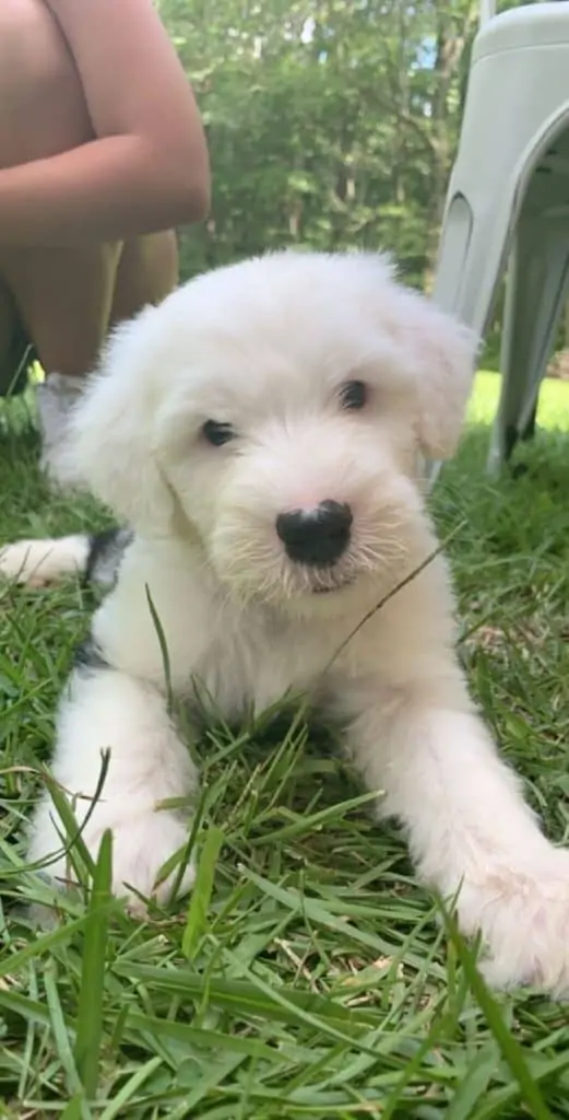 Black and white Sheepadoodle puppy laying in the grass