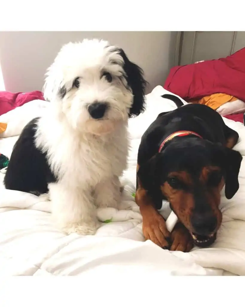 Two dogs sitting on a bed
