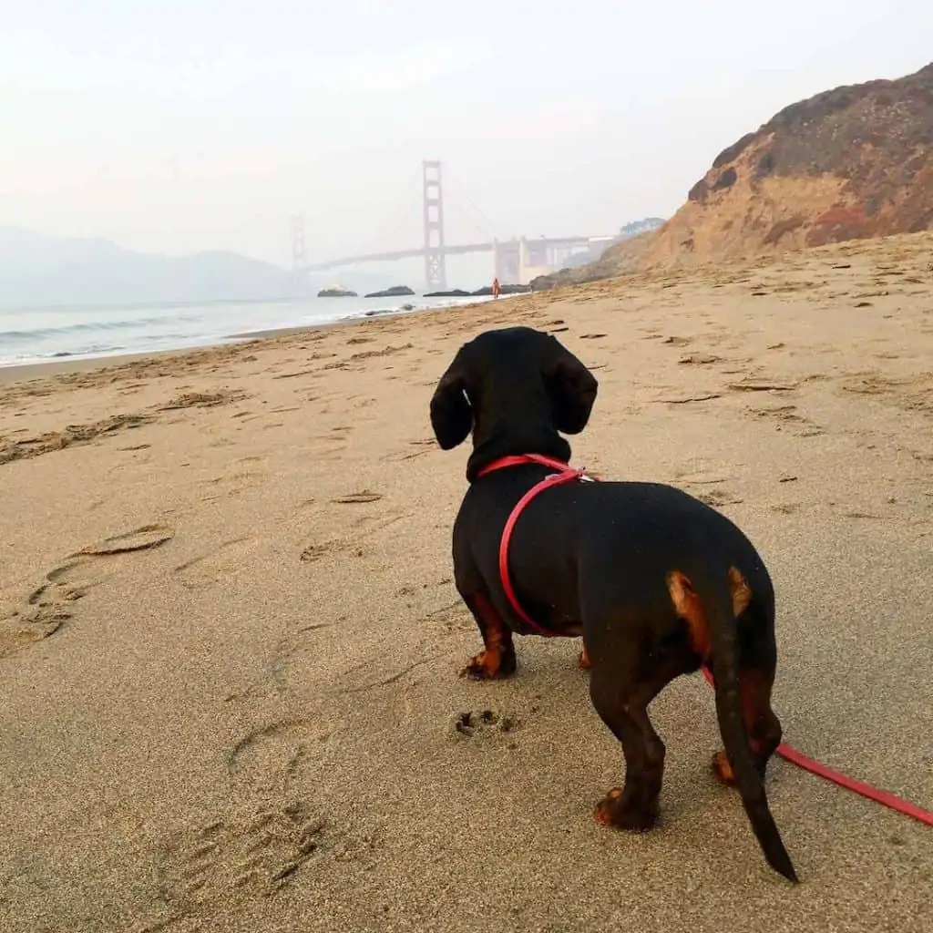 Dog on the beach