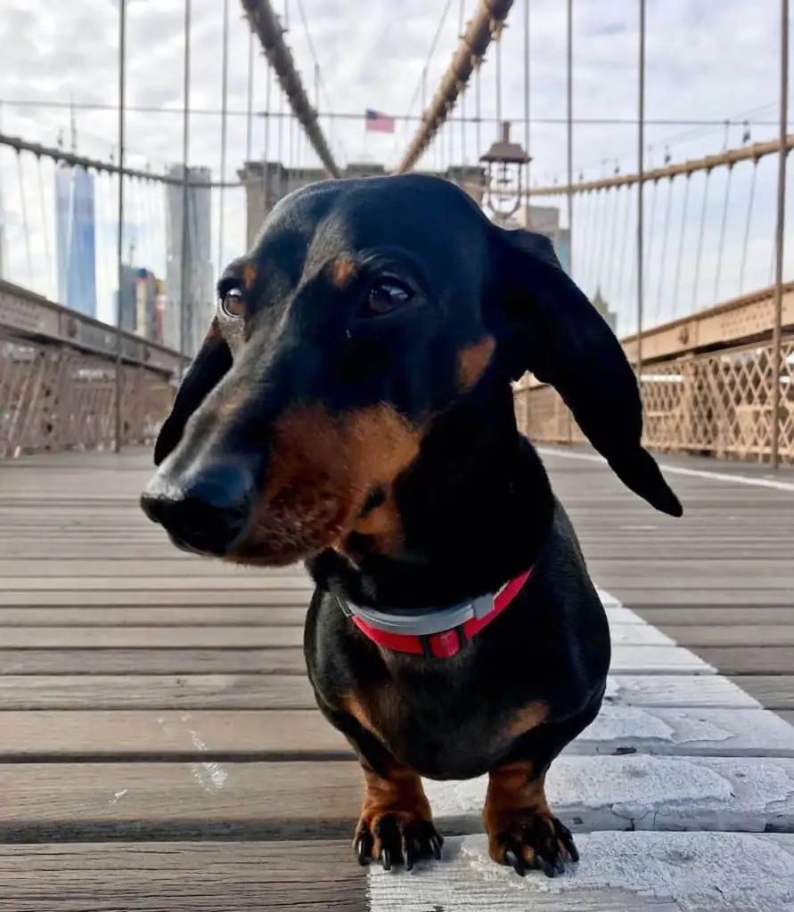 Dog on Brooklyn Bridge