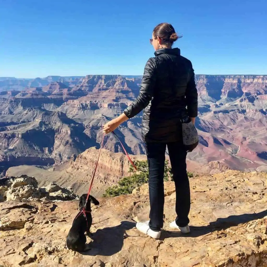 Dog at the grand canyon